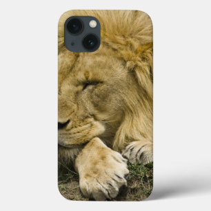 African Lion, Panthera leo, laying down asleep iPhone 13 Case