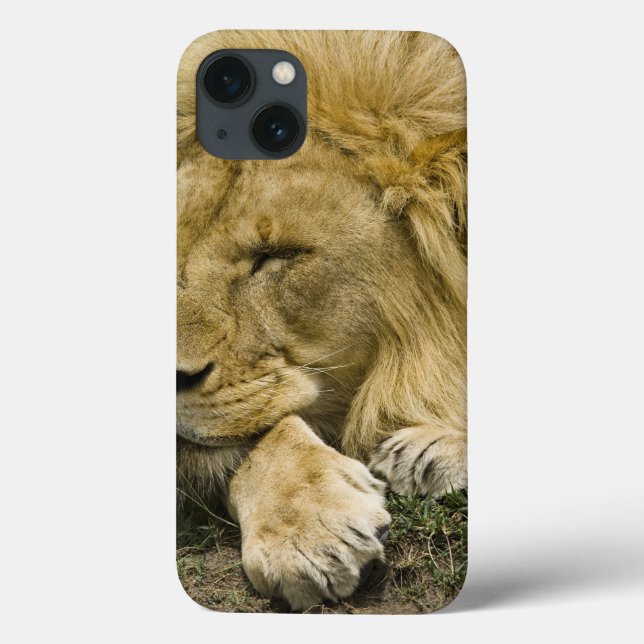 African Lion, Panthera leo, laying down asleep Case-Mate iPhone Case (Back)