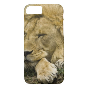 African Lion, Panthera leo, laying down asleep iPhone 8/7 Case