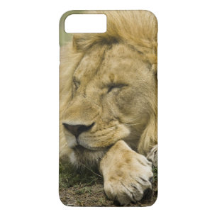 African Lion, Panthera leo, laying down asleep iPhone 8 Plus/7 Plus Case