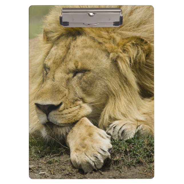 African Lion, Panthera leo, laying down asleep Clipboard (Front)