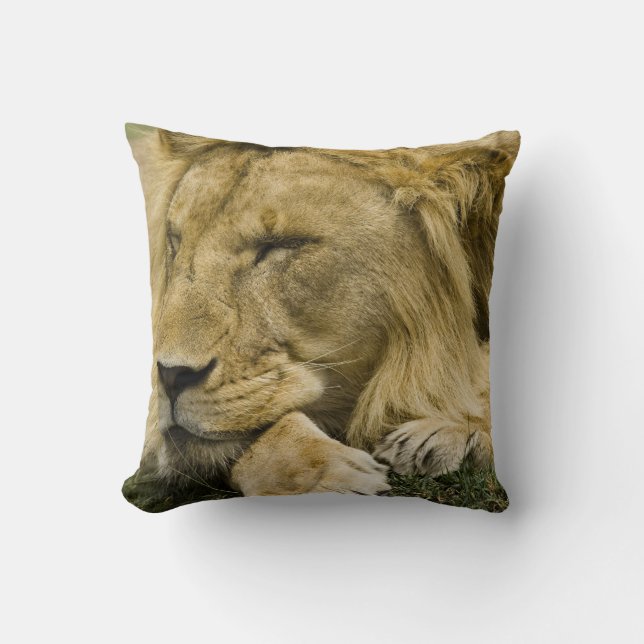 African Lion, Panthera leo, laying down asleep Cushion (Front)