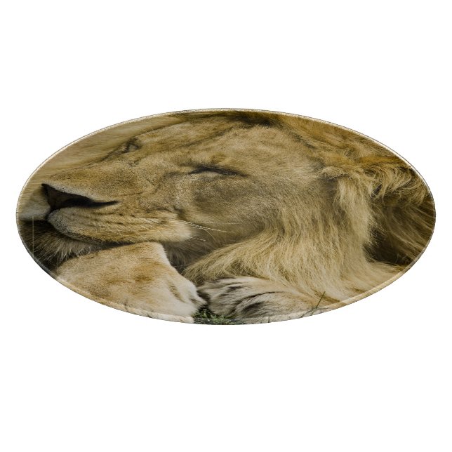 African Lion, Panthera leo, laying down asleep Cutting Board (Corner)