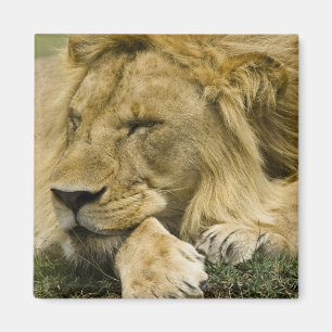 African Lion, Panthera leo, laying down asleep Magnet