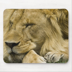 African Lion, Panthera leo, laying down asleep Mouse Mat
