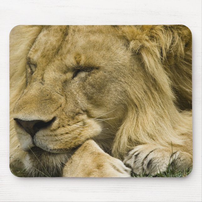 African Lion, Panthera leo, laying down asleep Mouse Mat (Front)