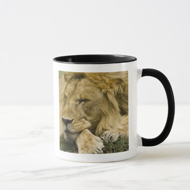 African Lion, Panthera leo, laying down asleep Mug (Right)
