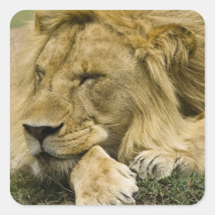 African Lion, Panthera leo, laying down asleep Square Sticker