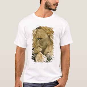 African Lion, Panthera leo, laying down asleep T-Shirt