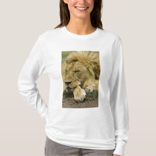 African Lion, Panthera leo, laying down asleep T-Shirt