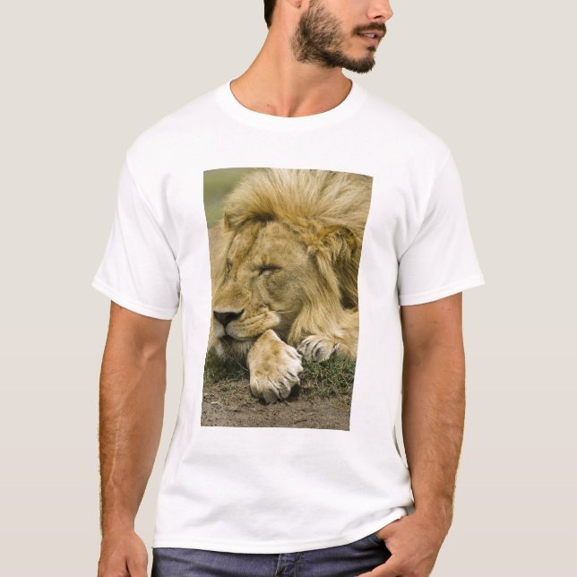 African Lion, Panthera leo, laying down asleep T-Shirt (Front)