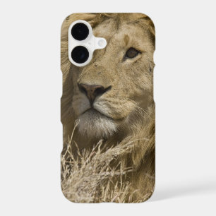 African Lion, Panthera leo, Portrait of a