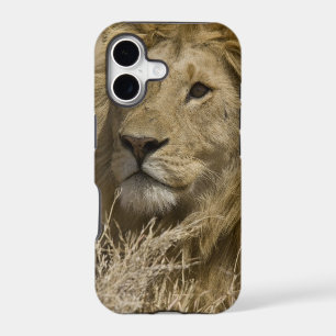 African Lion, Panthera leo, Portrait of a