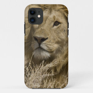 African Lion, Panthera leo, Portrait of a iPhone 11 Case