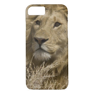 African Lion, Panthera leo, Portrait of a iPhone 8/7 Case