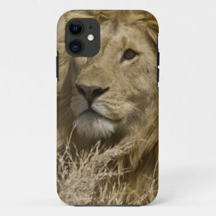 African Lion, Panthera leo, Portrait of a iPhone 11 Case