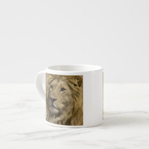 African Lion, Panthera leo, Portrait of a Espresso Cup