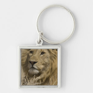African Lion, Panthera leo, Portrait of a Key Ring