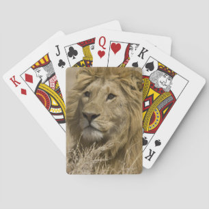 African Lion, Panthera leo, Portrait of a Playing Cards