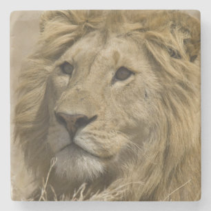African Lion, Panthera leo, Portrait of a Stone Coaster