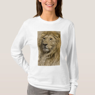 African Lion, Panthera leo, Portrait of a T-Shirt