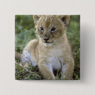 African lion, Panthera leo), Tanzania, 15 Cm Square Badge