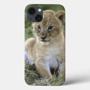 African lion, Panthera leo), Tanzania, iPhone 13 Case