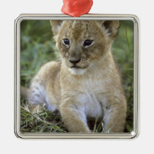African lion, Panthera leo), Tanzania, Metal Tree Decoration