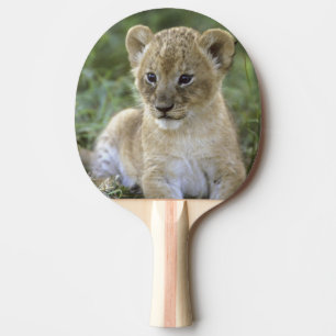 African lion, Panthera leo), Tanzania, Ping Pong Paddle