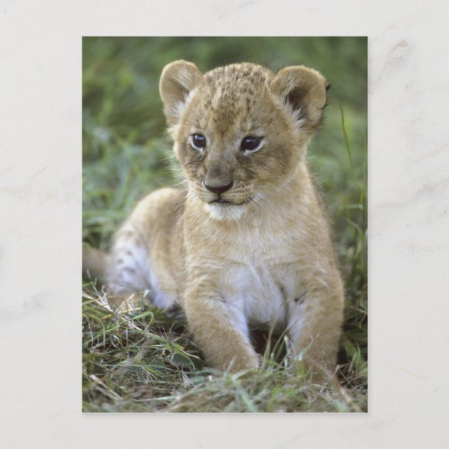 African lion, Panthera leo), Tanzania, Postcard (Front)