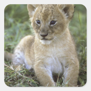 African lion, Panthera leo), Tanzania, Square Sticker