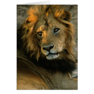 African Lion Portrait