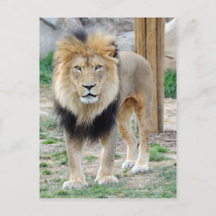 African Lion Postcard