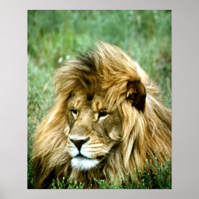 African Lion Poster (Front)