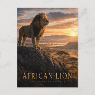 African Lion Savanna ANIMALS Postcard