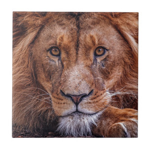 African Lion Tile