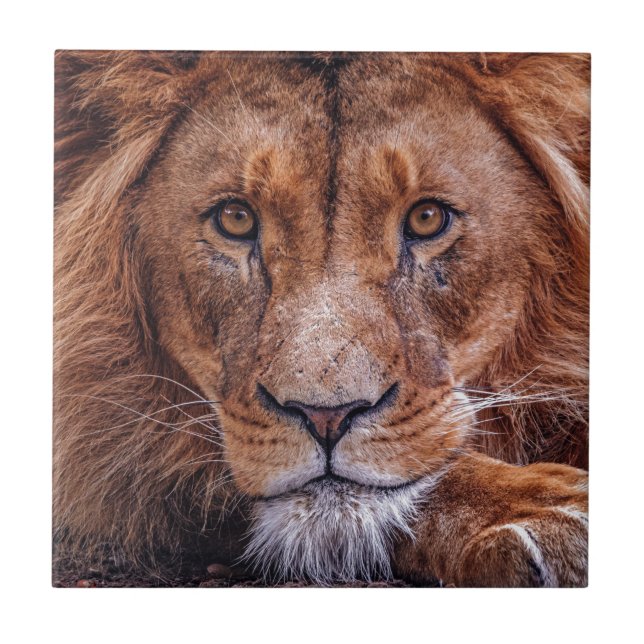 African Lion Tile (Front)