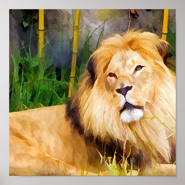  African Lion Wildlife Animal Poster (Front)