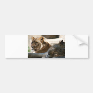 African Lions Bumper Sticker