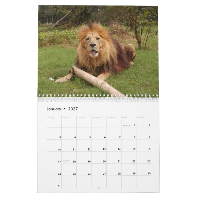 African Lions Calendar, African Lion Calendar (Jan 2027)