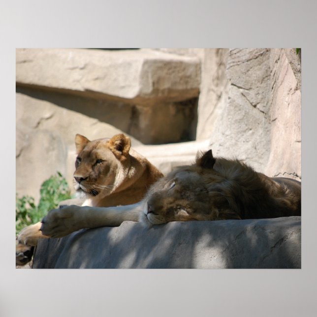 African Lions Poster (Front)