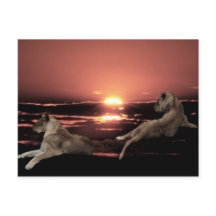 African lions resting at sunset