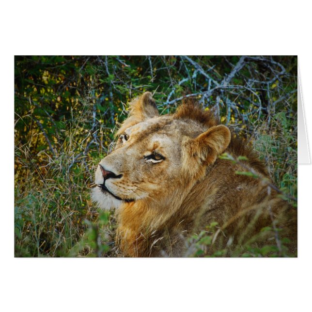 African male lion blank all occasion cards (Front Horizontal)