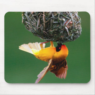 African Masked-Weaver (Ploceus Velatus) Mouse Mat