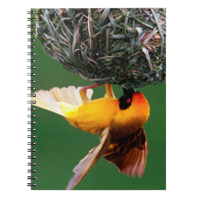 African Masked-Weaver (Ploceus Velatus) Notebook (Front)