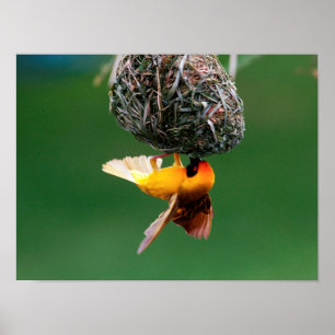 African Masked-Weaver (Ploceus Velatus) Poster