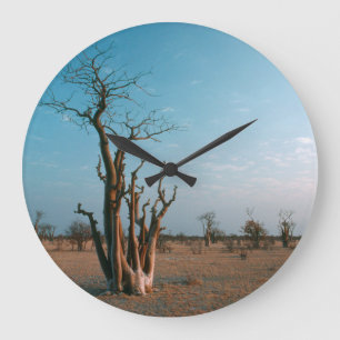 African Moringo Tree On Plain, Etosha National Large Clock