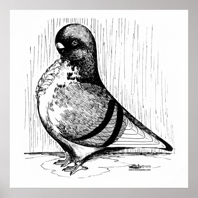 African Owl Pigeon 1978 Poster (Front)