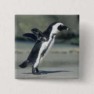 African Penguin 15 Cm Square Badge