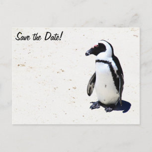 African Penguin at Boulders Beach, Cape Town Announcement Postcard